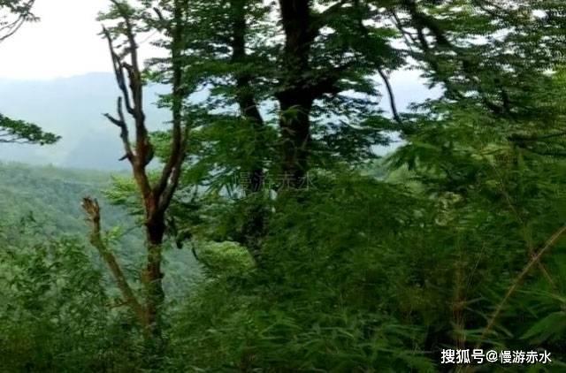 沪江开心词场